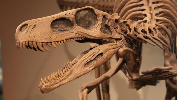 Dinosaur Skeleton Wallpapers - Top Free Dinosaur Skeleton Backgrounds 