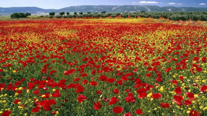 mountains flowers world fields endless spain poppy 1920x1080 wallpaper 
