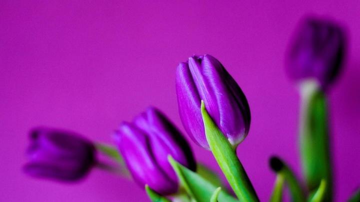 Purple Tulips wallpaper | 1920x1080 | #51792