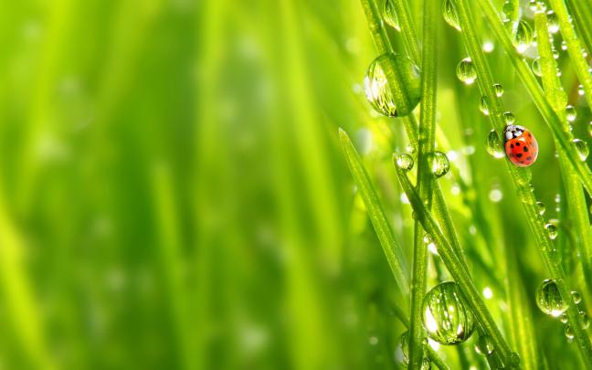 Ladybug grass wallpaper | 2880x1800 | #13594
