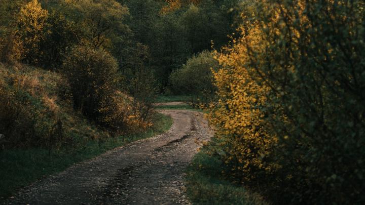 Download wallpaper 1920x1080 road, forest, hill, autumn, nature full hd 
