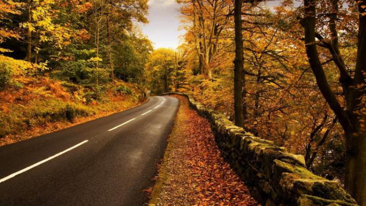 Download Wallpaper 1920x1080 road, roadside, autumn, leaves 