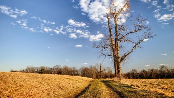 Download Wallpaper 1920x1080 road, tree, landscape Full HD 1080p HD 
