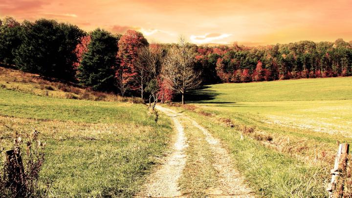 Download Wallpaper 1920x1080 road, wood, field, trees, autumn, colors 