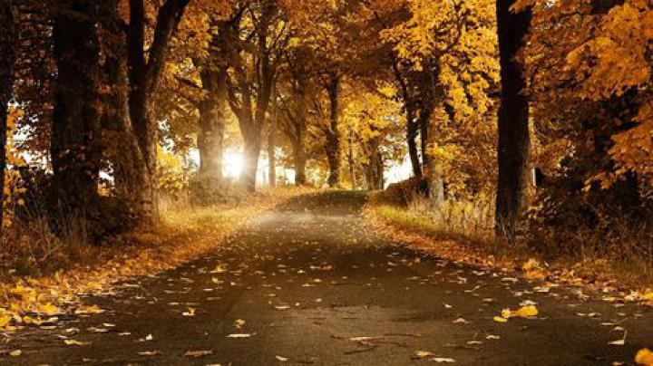 Download Wallpaper 1920x1080 Road, Light, Nature Full HD 1080p HD 