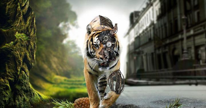 4K wallpaper: Full Hd 3d Wallpapers 1920x1080 Tiger