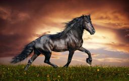 Arabian Horse Wallpaper Desktop