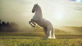 Arabian Horse Wallpaper Desktop