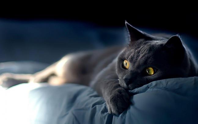 Black Cat Desktop Wallpaper