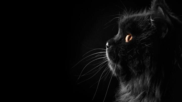 Wallpapers Black Cat