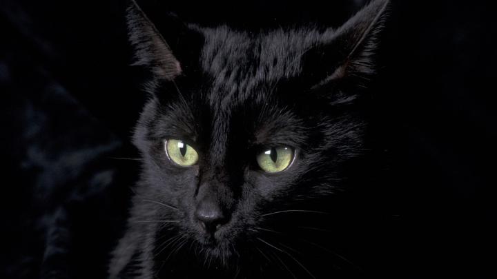Cat Desktop Background (77+ pictures)