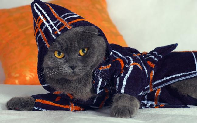 black cat desktop wallpaper - HD Desktop Wallpapers