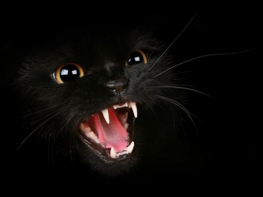 All new wallpaper : Cute Black Cat Wallpaper