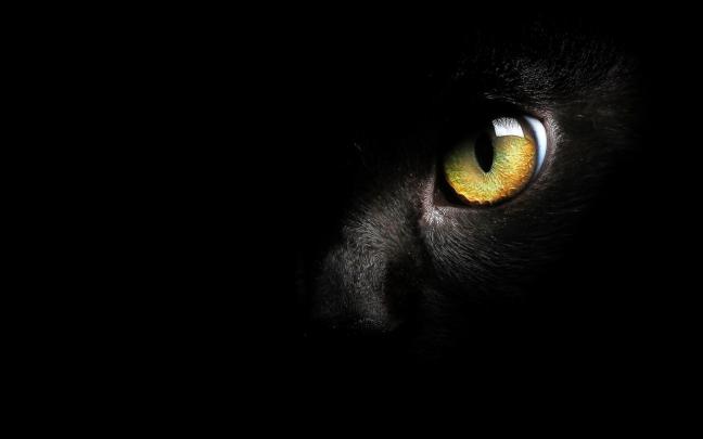 Free download Black Cat Wallpaper High Quality Black Cat Wallpapers 