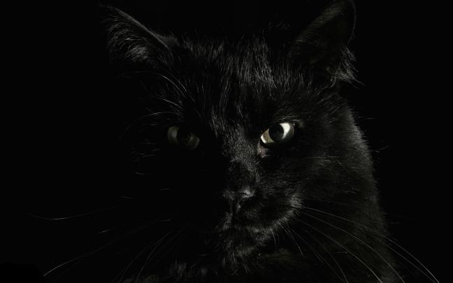 animals, Cat, Black Cats Wallpapers HD \/ Desktop and Mobile Backgrounds