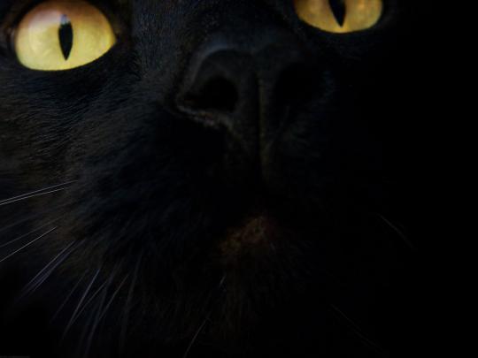 black cat widescreen - HD Desktop Wallpapers