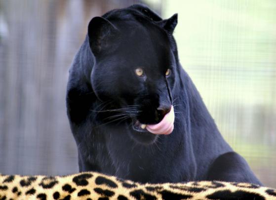 All In One Lovely Desktop \u0026 Mobile Wallpapers: Black Big Cats Wallpapers