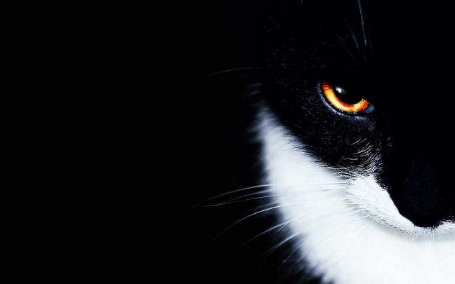 Black Cat Halloween Wallpaper (51+ images)