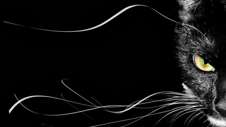 Vermont Dead Line: The Black Cat