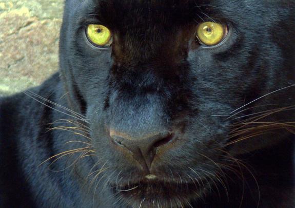 All In One Lovely Desktop \u0026 Mobile Wallpapers: Black Big Cats Wallpapers