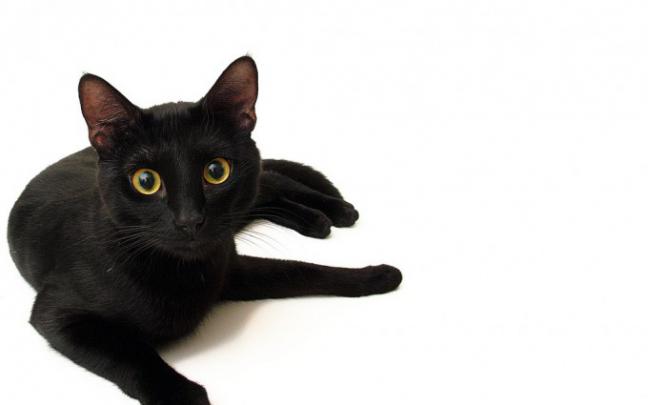black cat house - HD Desktop Wallpapers