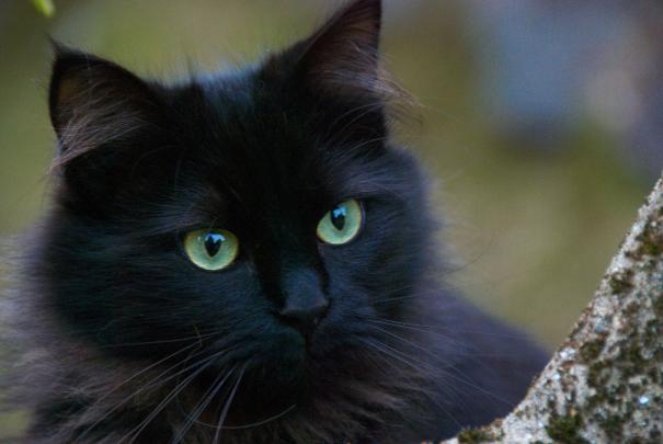 From Pat Your Cat in Wallpaper Wizard \u2014 HD Desktop Background With cute 