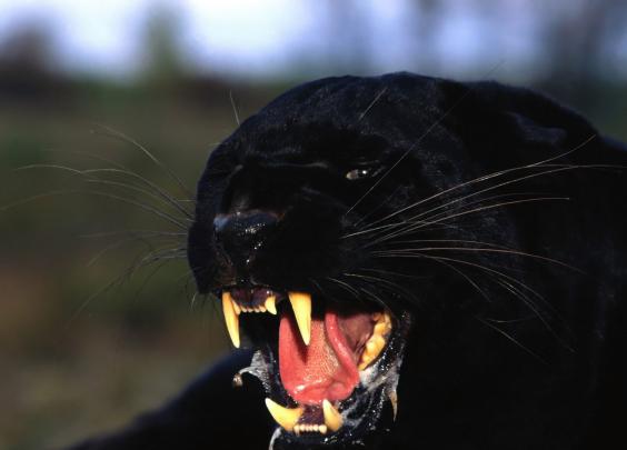 All In One Lovely Desktop \u0026 Mobile Wallpapers: Black Big Cats Wallpapers