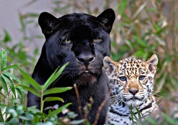 All In One Lovely Desktop \u0026 Mobile Wallpapers: Black Big Cats Wallpapers