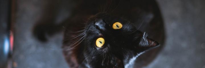 black cat hd images - HD Desktop Wallpapers