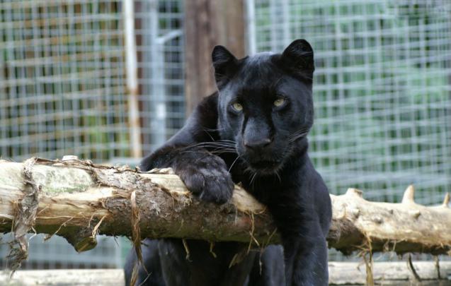 All In One Lovely Desktop \u0026 Mobile Wallpapers: Black Big Cats Wallpapers