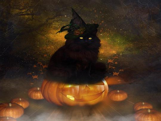~Halloween Black Cat~ HD desktop wallpaper : Widescreen : High 
