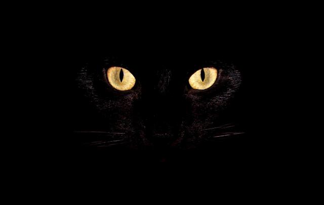 Cat Wallpaper Desktop | Wallpapers Gallery