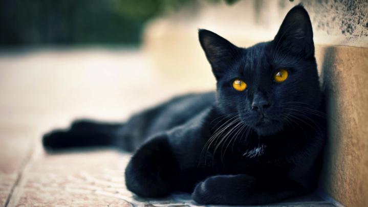 black cat scary - HD Desktop Wallpapers