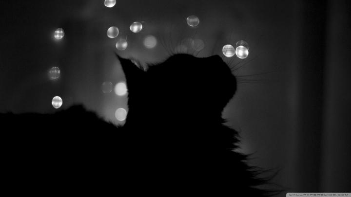 Black Cats HD Wallpapers