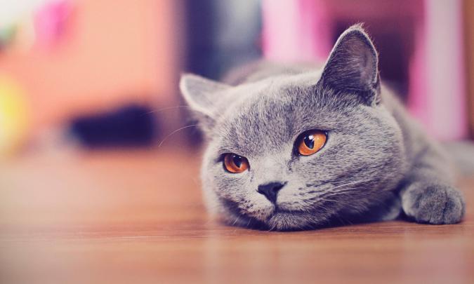 Cat Backgrounds Desktop