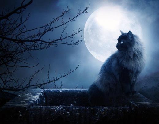 Warrior Cats Wallpapers Desktop