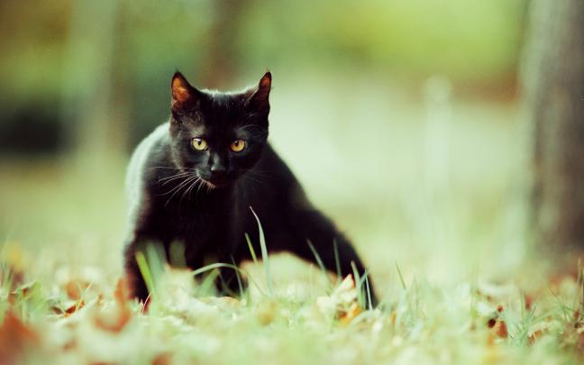 black cat background - HD Desktop Wallpapers