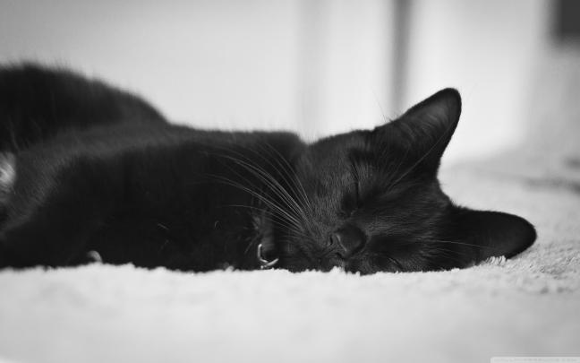 Black Cat Wallpapers (71+ images)