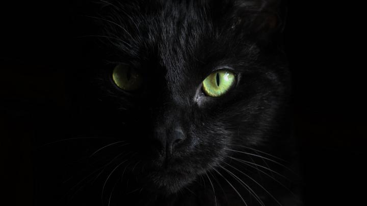 Black Cat Muzzle 4K wallpaper