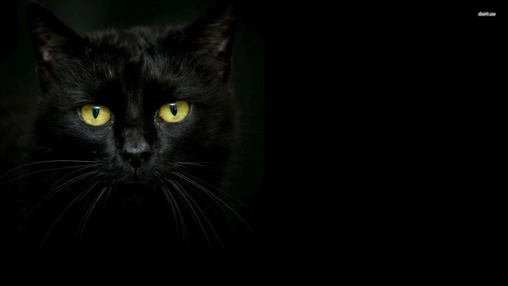 Black Cat Eyes Wallpaper (69+ images)