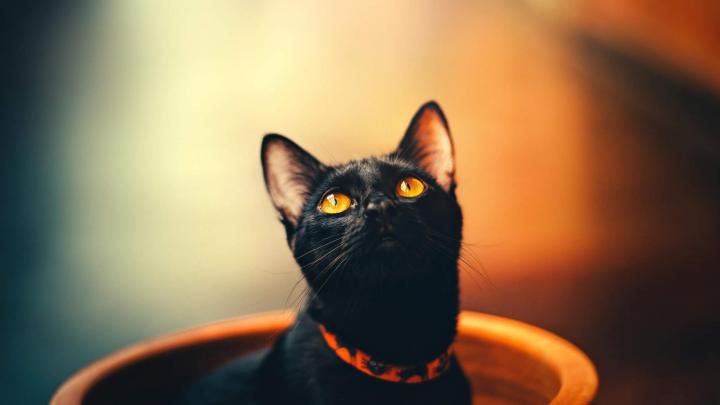 Black Cat Wallpaper