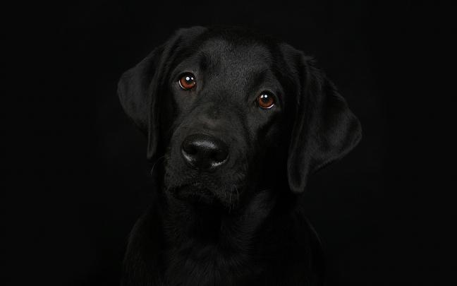 Black Lab Desktop Wallpaper