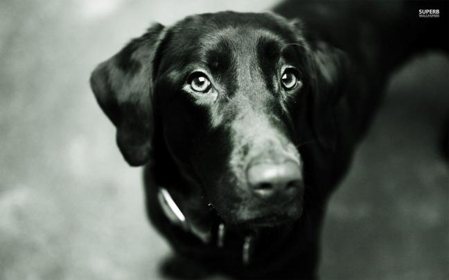 Black Labrador Wallpapers