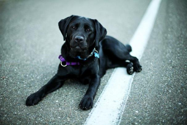 Black Labrador Wallpapers