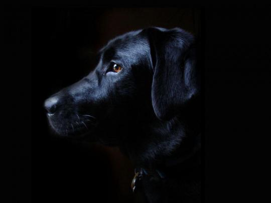 Black Lab Puppy Wallpapers
