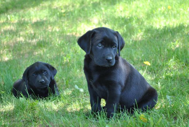 [46+] Black Lab Wallpaper Desktop 