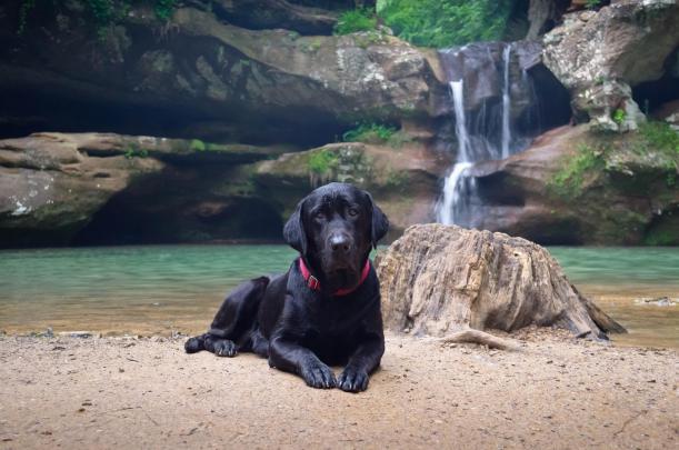 Black Labrador Wallpapers
