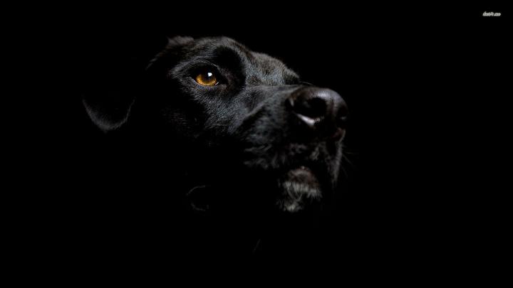 Black Labrador Wallpapers