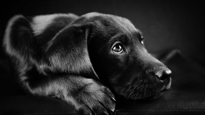 Labrador Retriever Wallpaper (71+ images)