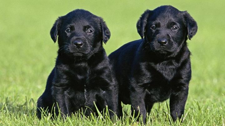 Black Lab Puppy Wallpapers